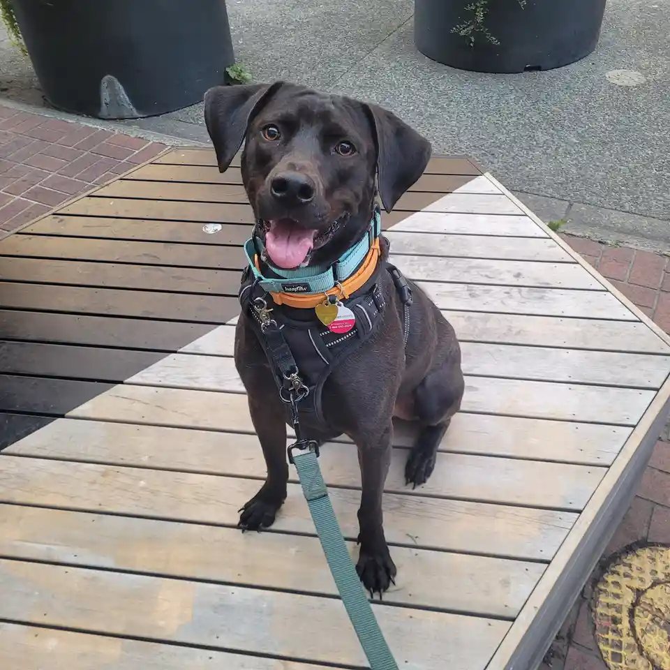 Finnegan's Adventures Await!