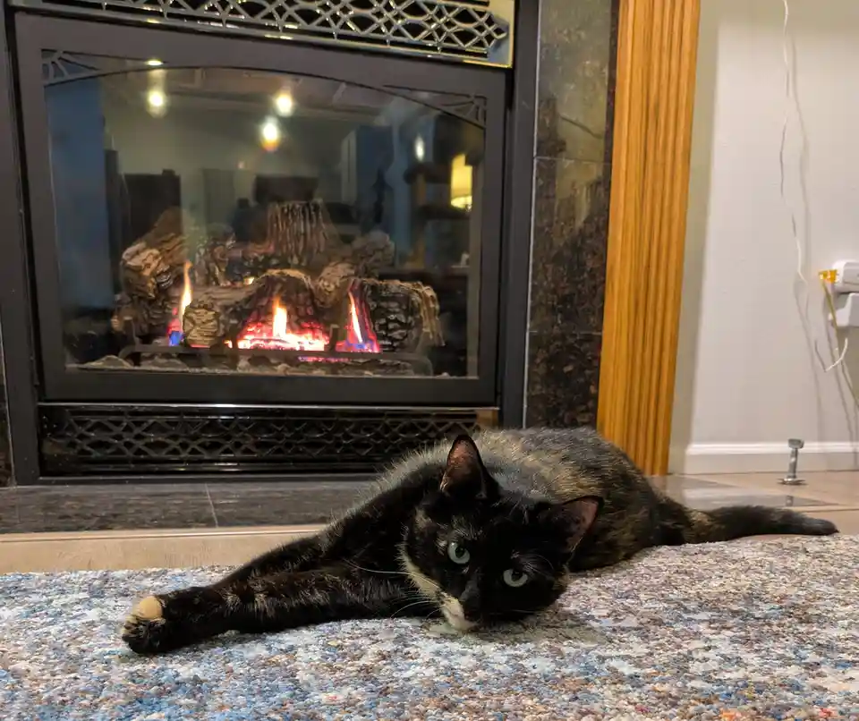 A tortoiseshell cat with green eyes lies stretched out on a multicolored rug in front of a lit fireplace. The cat has a…