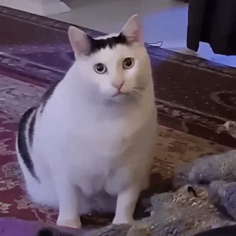 A white cat with black markings sits on a patterned rug, shown in six identical frames. The cat has a very serious…