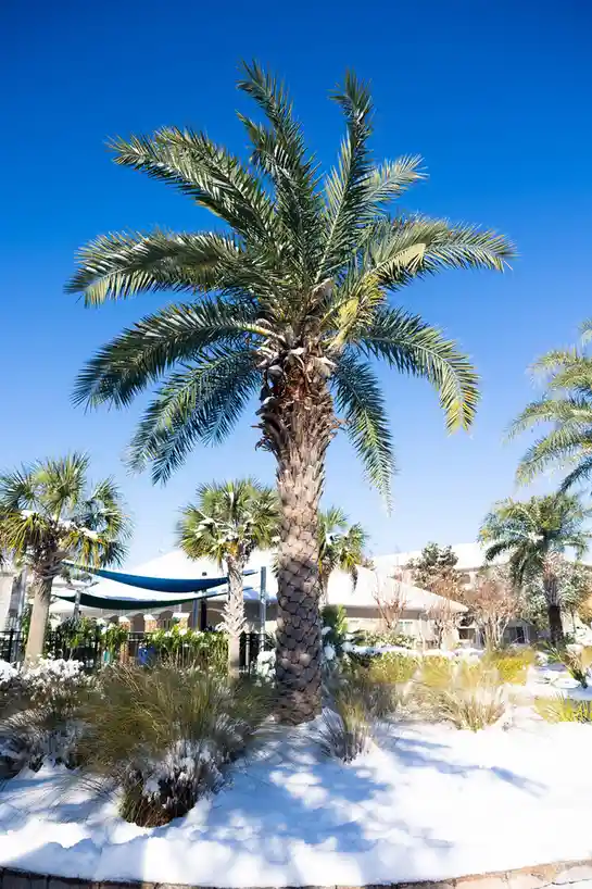 A tall palm tree stands in a snowy landscape under a clear blue sky, with snow covering its fronds and the ground around it…