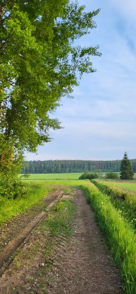 A serene rural scene shows a dirt path winding through lush green fields under a clear blue sky, flanked by tall grass and…