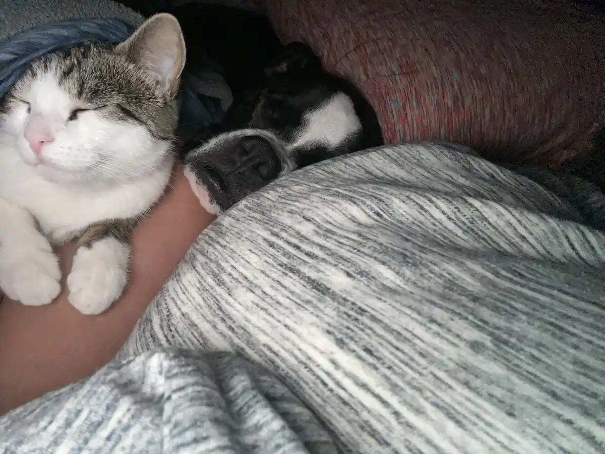 A gray and white cat and a black and white dog are sleeping peacefully side by side on a person's lap, partially covered by…