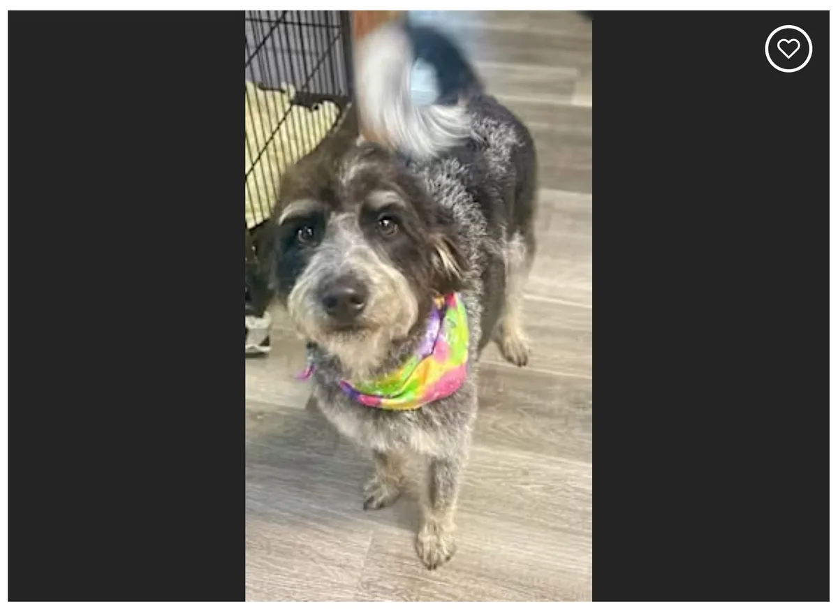 A scruffy, medium-sized dog with a mix of gray, black, and white fur stands on a light wood floor, looking directly at the…