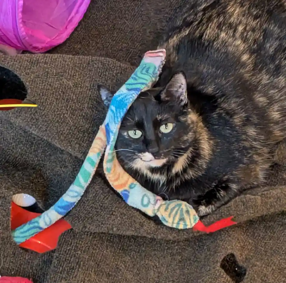 A tortoiseshell cat with green eyes lies on a dark gray carpet, looking directly at the camera with a calm, slightly smug…