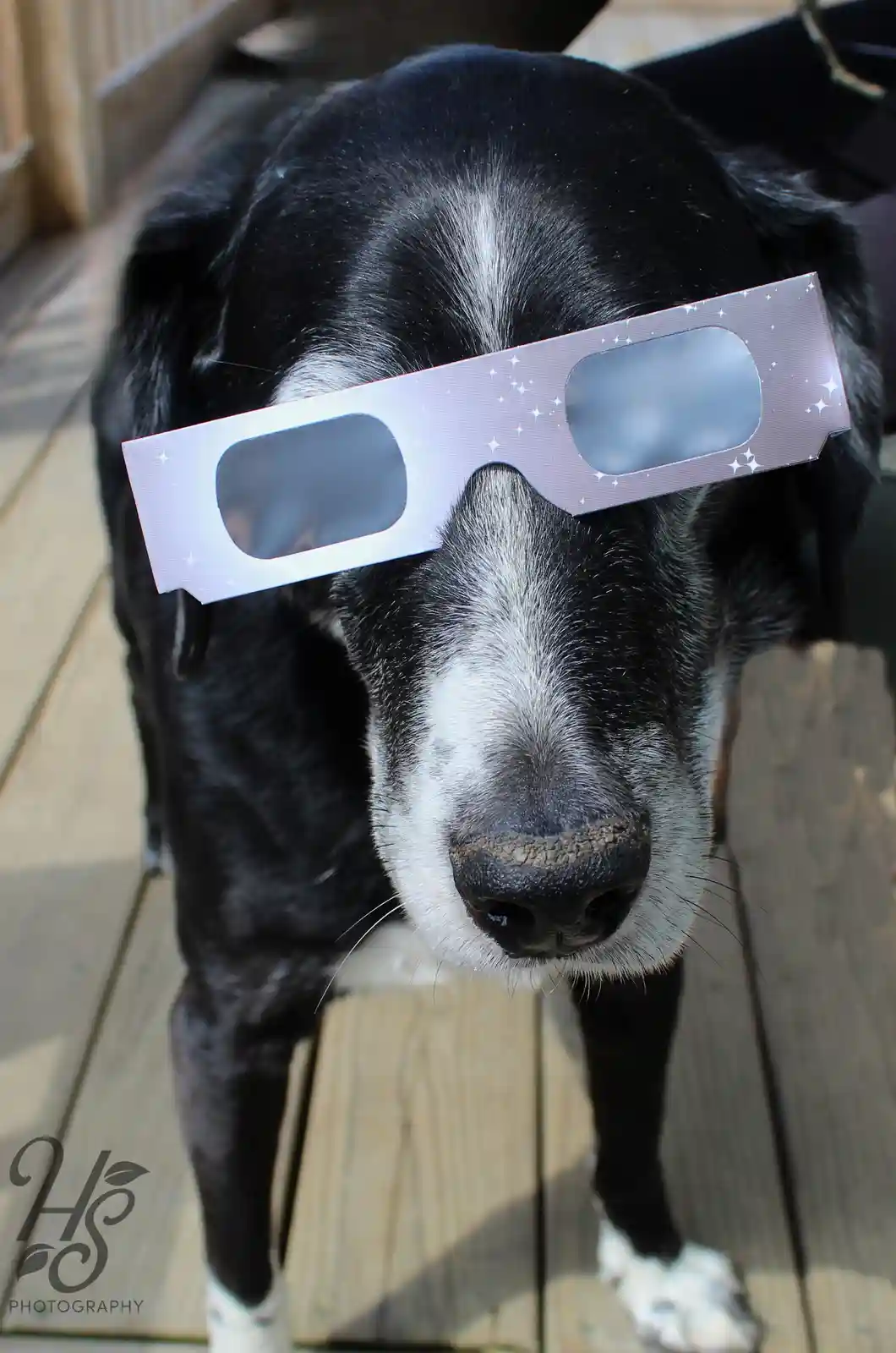A black and white dog with a white muzzle and paws stands on a wooden deck, looking directly at the camera with a pair of…