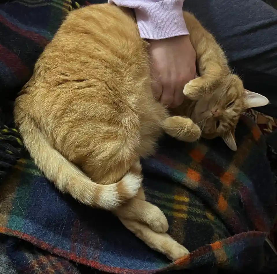An orange tabby cat is curled up and sleeping soundly on a person's lap, nestled against their leg and hand, which is…