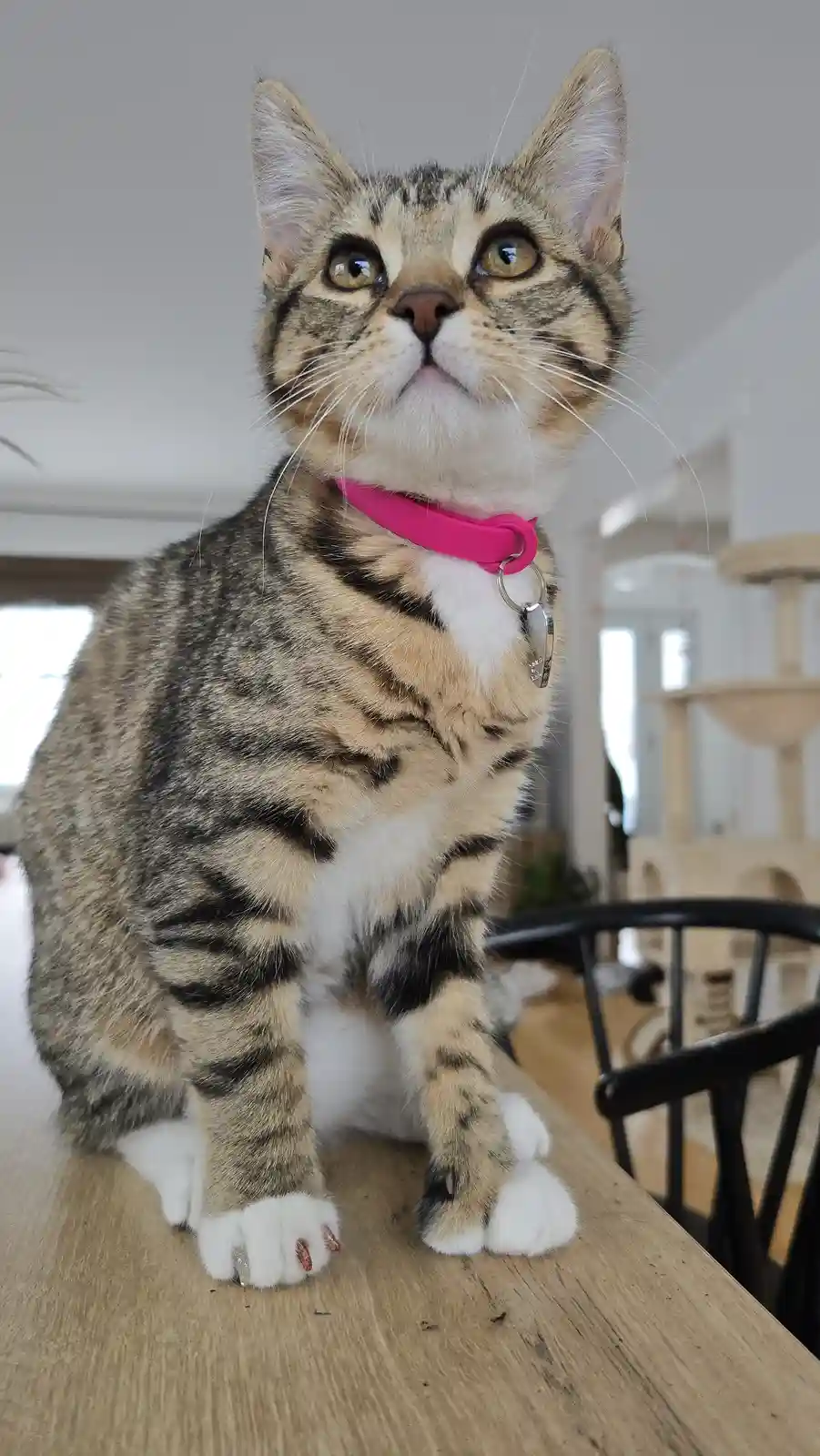 A tabby cat with white paws and a pink collar sits upright on a wooden table, looking upward with wide, surprised eyes. Its…