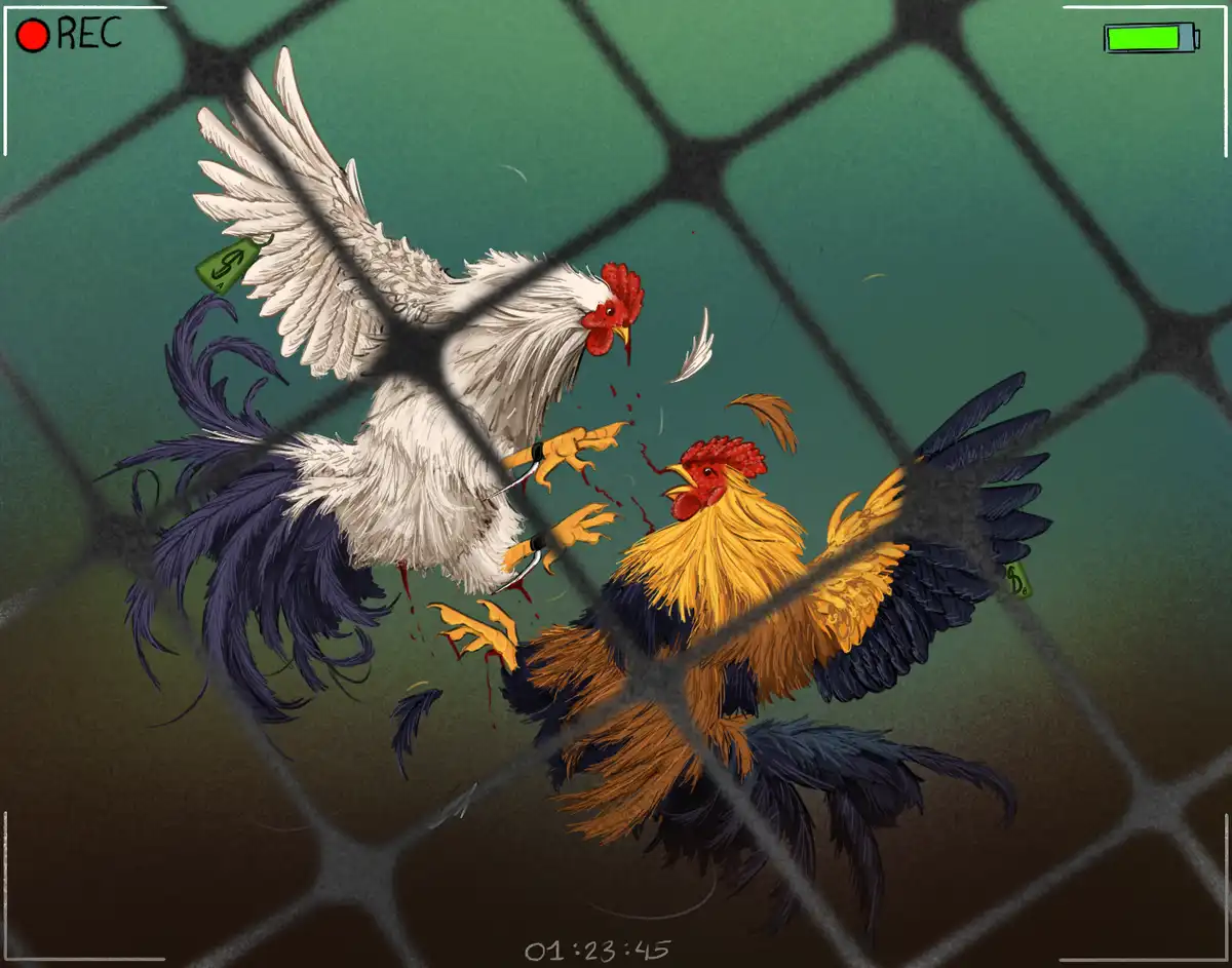 Cock Fighting - Animal Abuse: A digital art piece by Morgan Manson, 2024