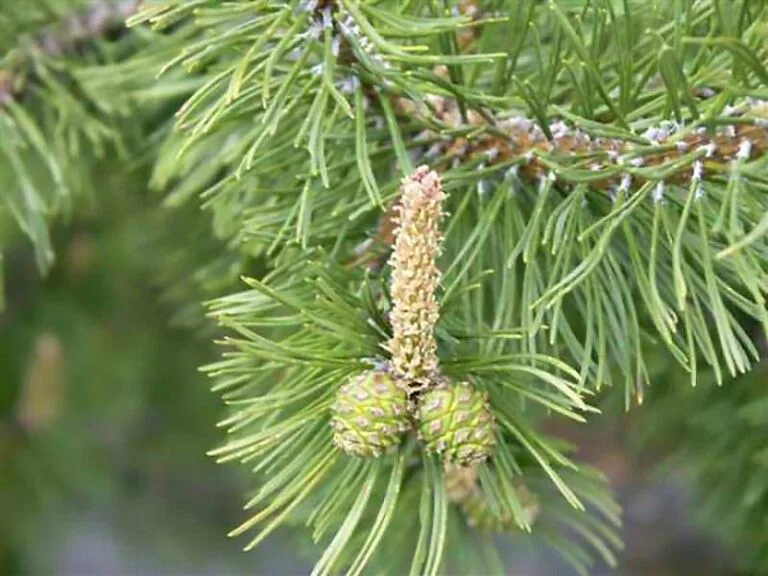 Pinecone Upvote: A Show of Support!