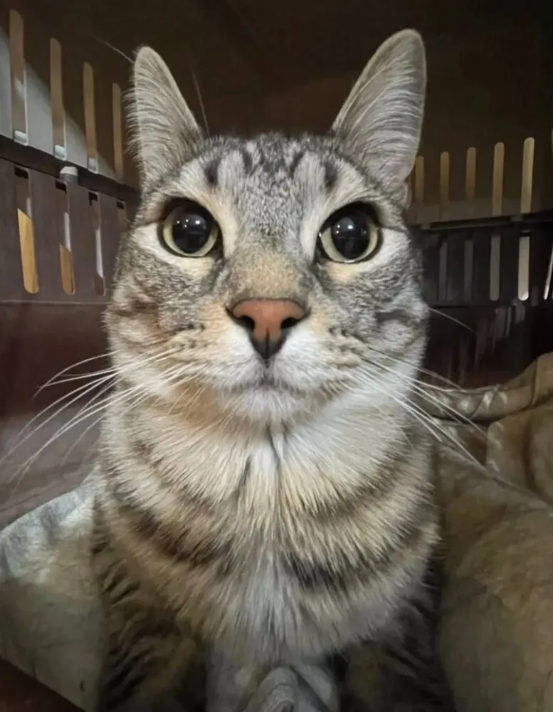 A close-up photo of a tabby cat with wide, startled-looking eyes staring directly at the camera, sitting inside what appears…