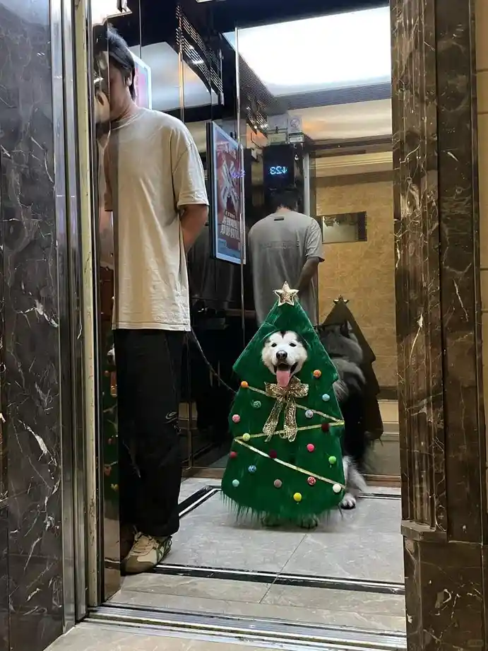 A fluffy white dog wearing a full-sized green Christmas tree costume with colorful ornaments, a gold bow, and a star on top…