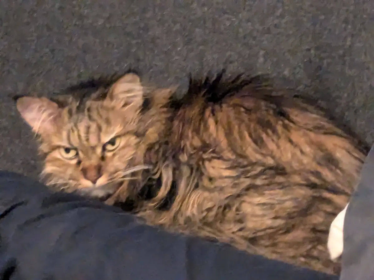 A long-haired tabby cat with a grumpy, unimpressed expression lies on a dark gray fabric surface. Its fur is matted and…