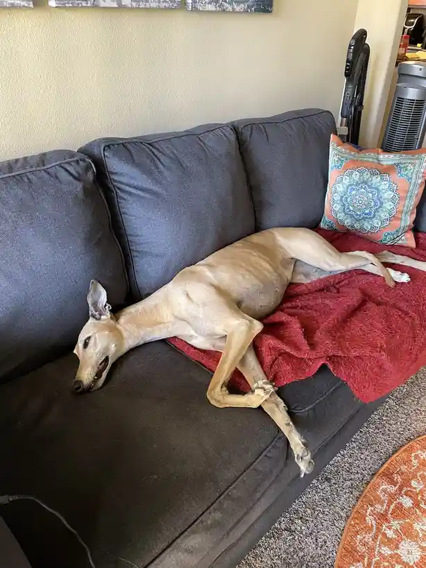 A slender, tan-colored dog is sprawled across a dark gray couch, lying on a red blanket with its legs splayed out and head…