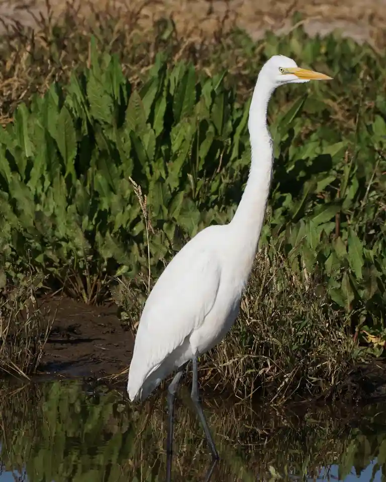 A white great egret stands in shallow water with its long neck extended, surrounded by green foliage and muddy banks. The…