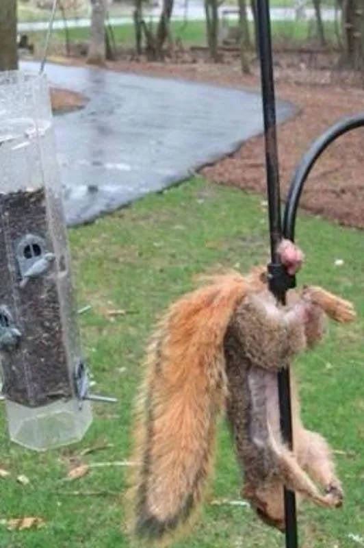 A squirrel is hanging upside down from a black metal pole in a backyard, its body limp and head tilted back, appearing to be…