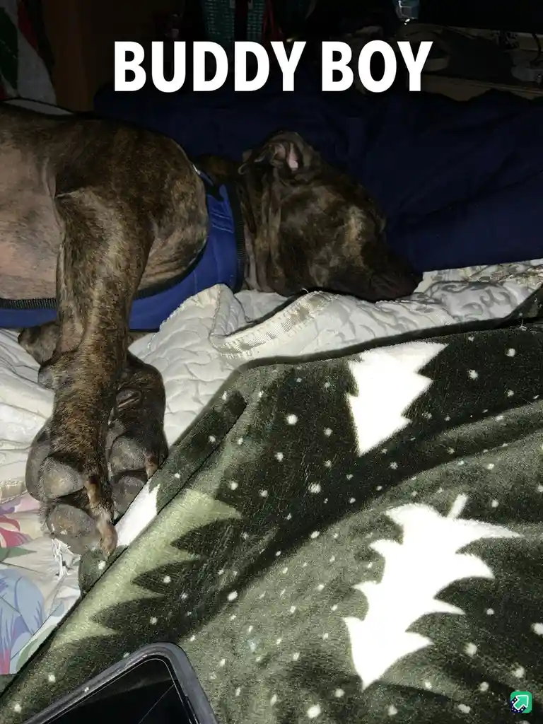 A brindle-coated dog wearing a blue harness sleeps soundly on a bed, its head resting on a white quilt and one paw hanging…