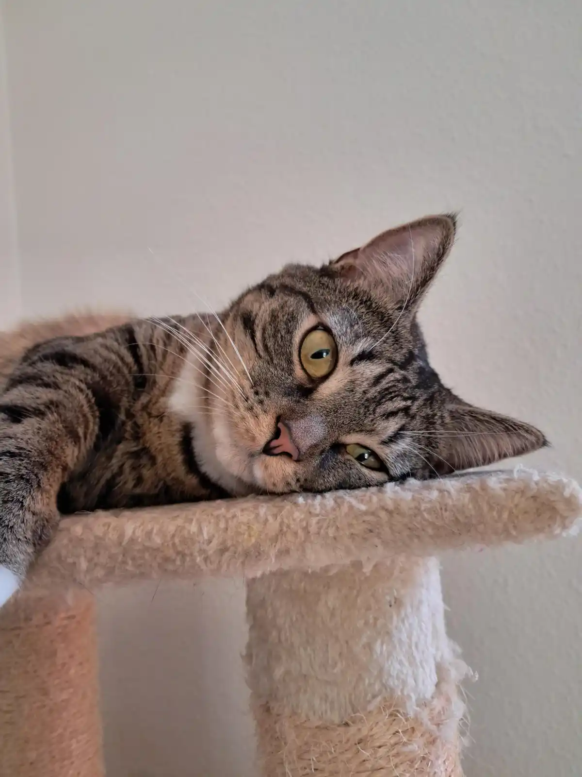 A tabby cat with green eyes is lying on a beige cat tree, one eye wide open and the other half-closed, looking sleepy and…