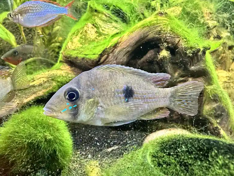 A close-up photo of a grey cichlid fish with blue markings swimming in an aquarium filled with green moss-covered driftwood…