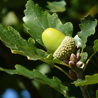 a close-up photo of a green acorn nestled among oak leaves, with several smaller acorns nearby. The image has overlaid text…