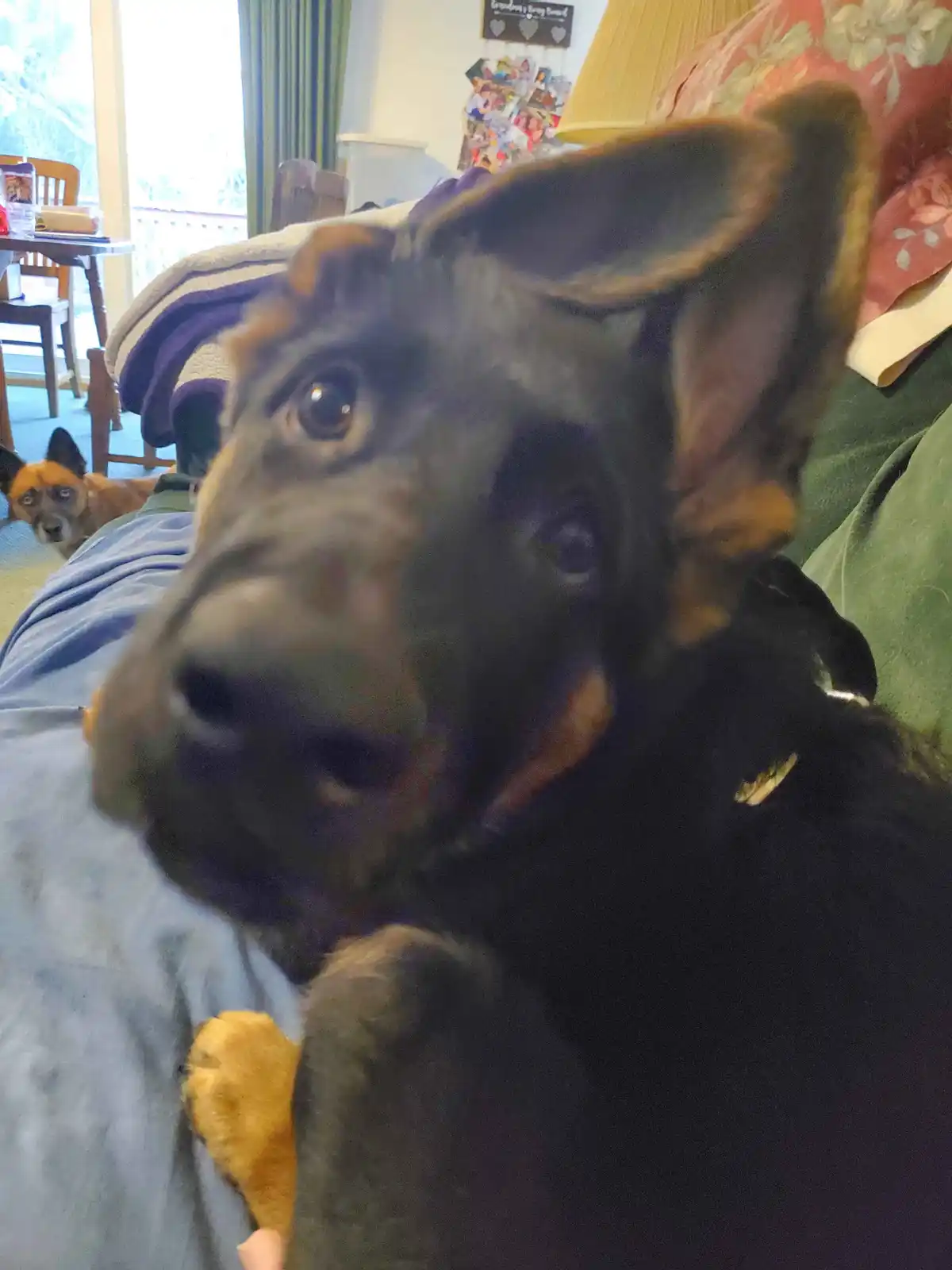 A close-up photo shows a black and tan puppy with large ears and wide eyes looking directly at the camera, resting on a…