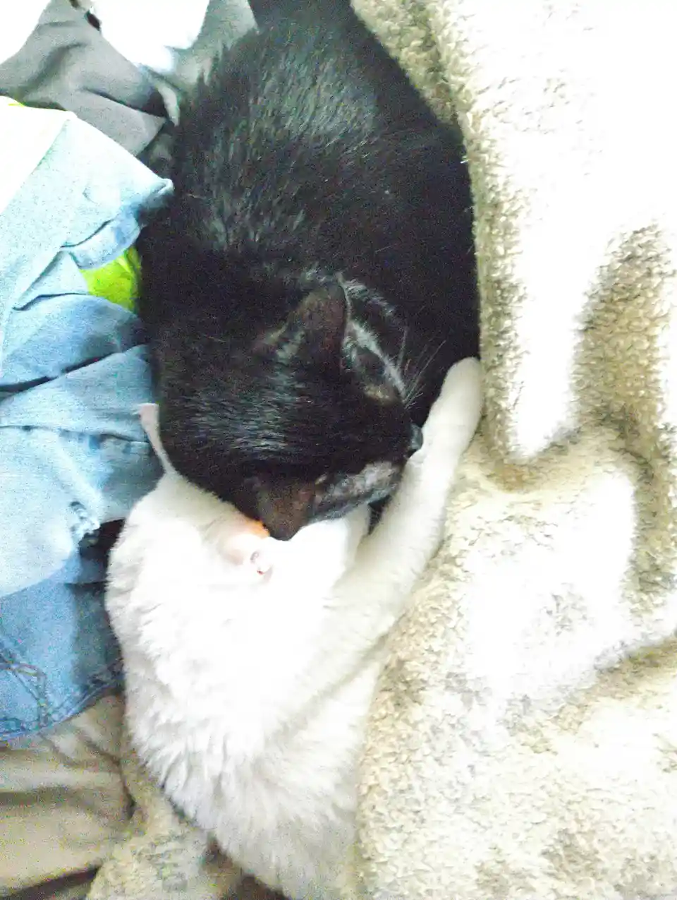 A black cat is seen nuzzling or licking the head of a white cat that is lying on its back on a fluffy blanket. The black cat…