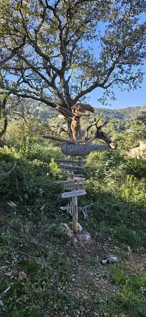A rustic wooden signpost made of driftwood and branches stands in a grassy area under a large tree, with handwritten signs…