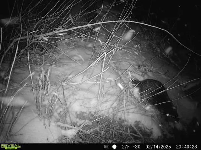 A black-and-white night-vision photo from a trail camera shows a dark, furry animal partially buried in snow among dry grass…