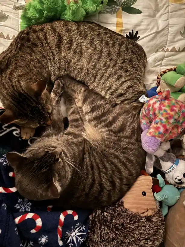 Two tabby cats are curled up together on a bed surrounded by stuffed animals and blankets, appearing to be sleeping or…