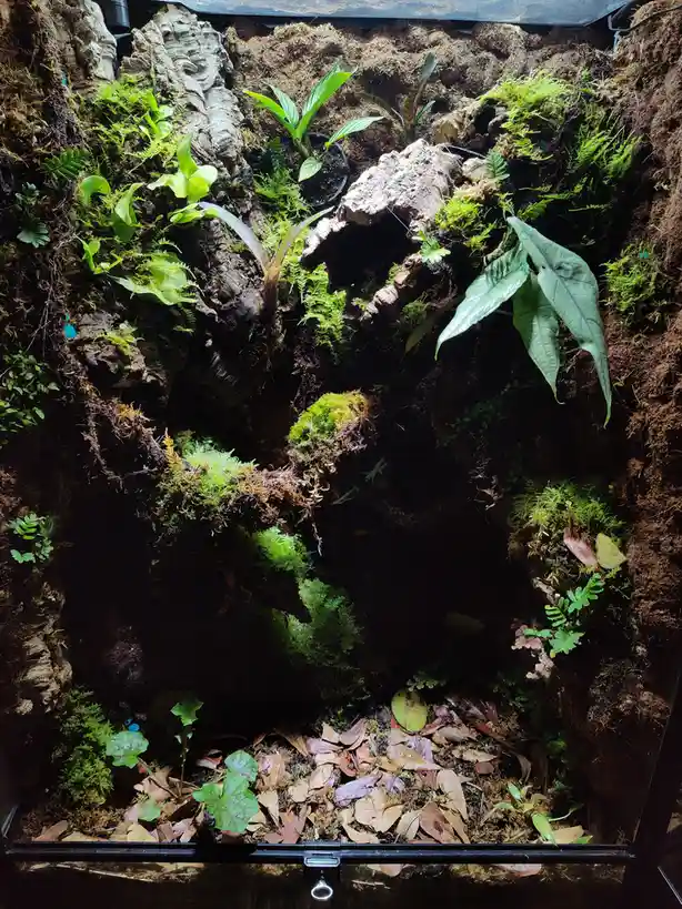 A lush, meticulously arranged terrarium filled with moss, ferns, and various green plants growing on bark and soil, with a…