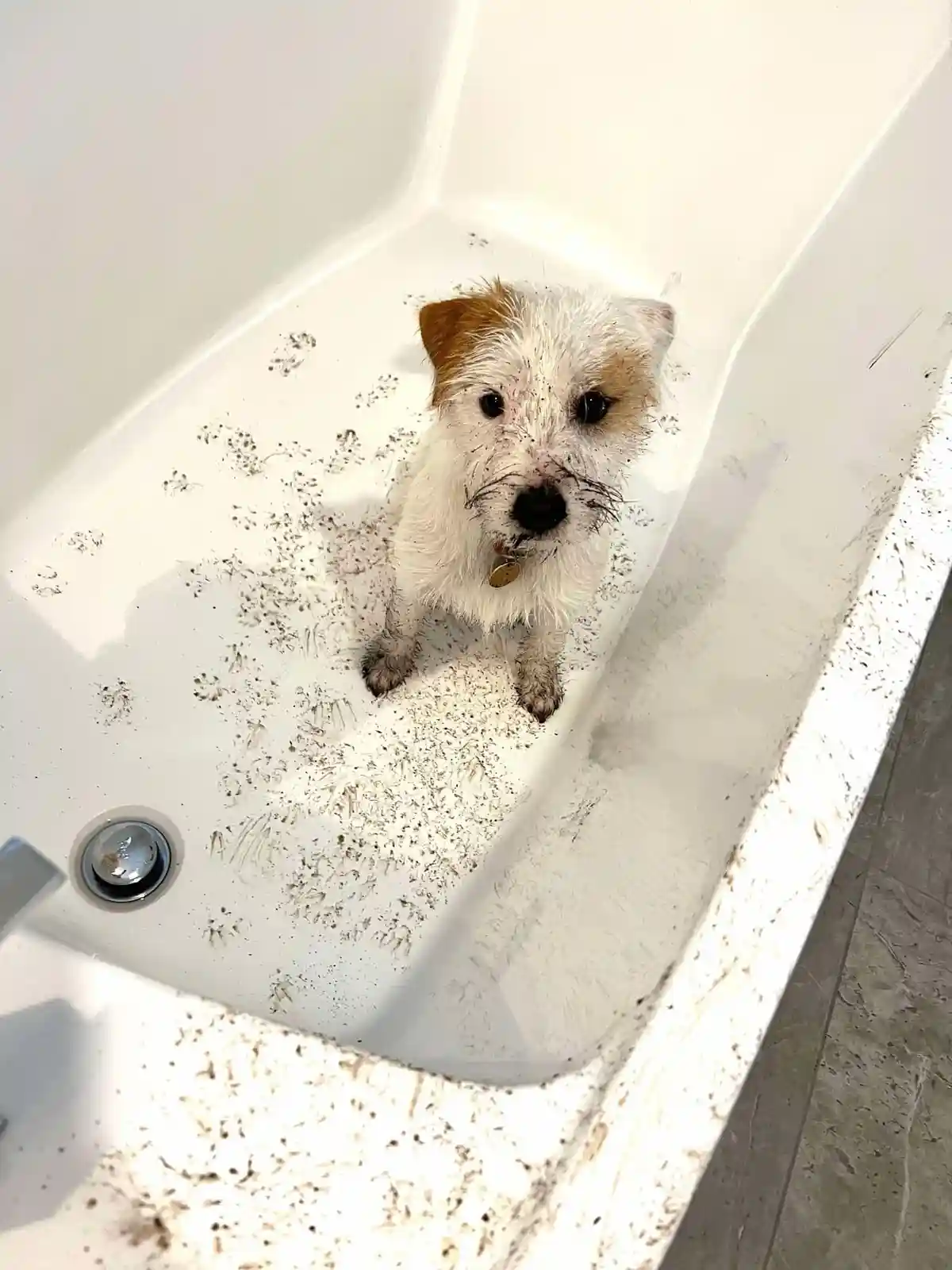 A small, wet white dog with brown ears sits in a white bathtub covered in muddy paw prints and dirt. The dog looks directly…