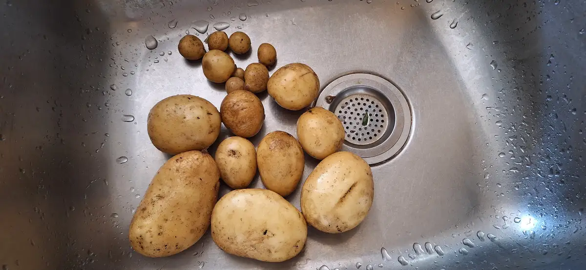 A collection of various-sized raw potatoes sits in a stainless steel kitchen sink, partially clustered near the drain, with…