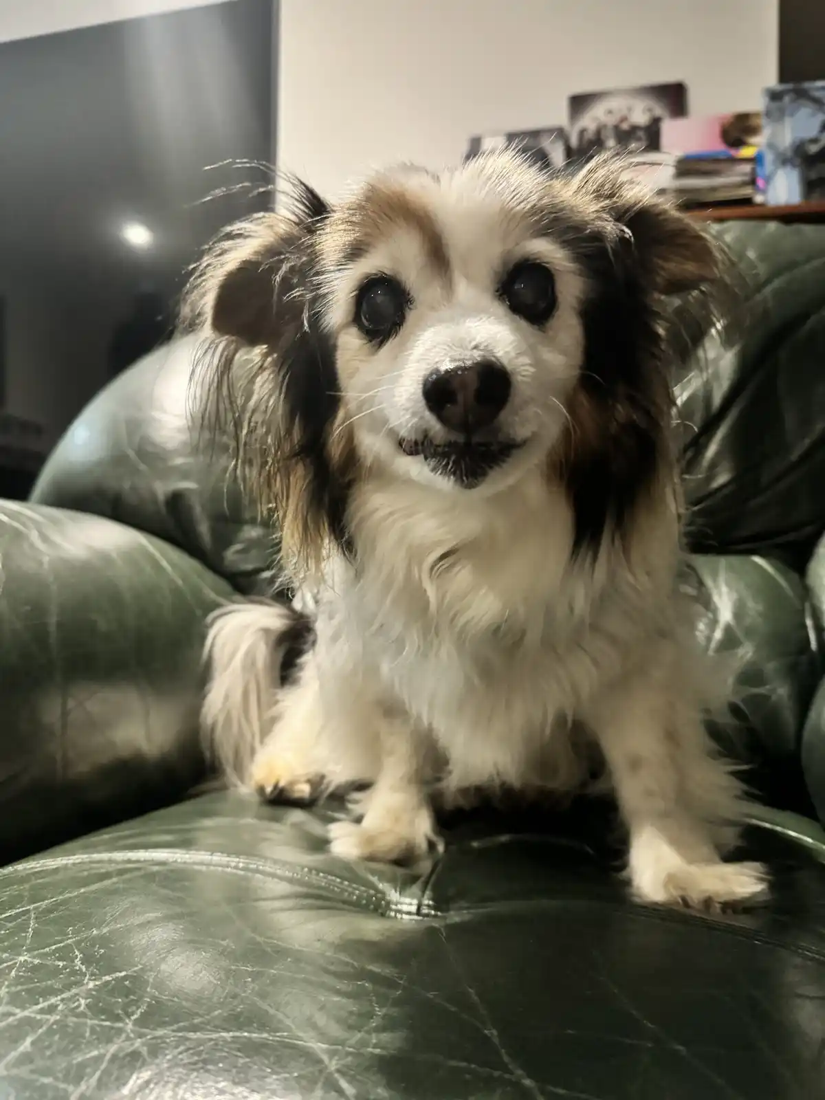 A small, fluffy dog with large, dark eyes and a white-and-brown coat sits on a worn green leather couch, looking directly at…