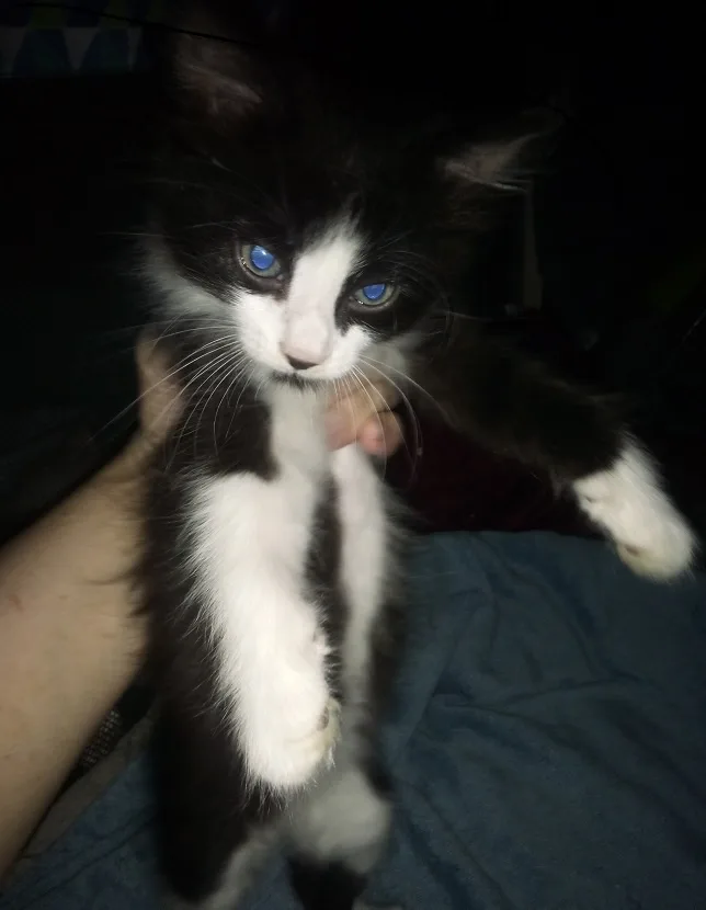 A black and white kitten with striking blue eyes is being held upright by a person's hand, looking directly at the camera…