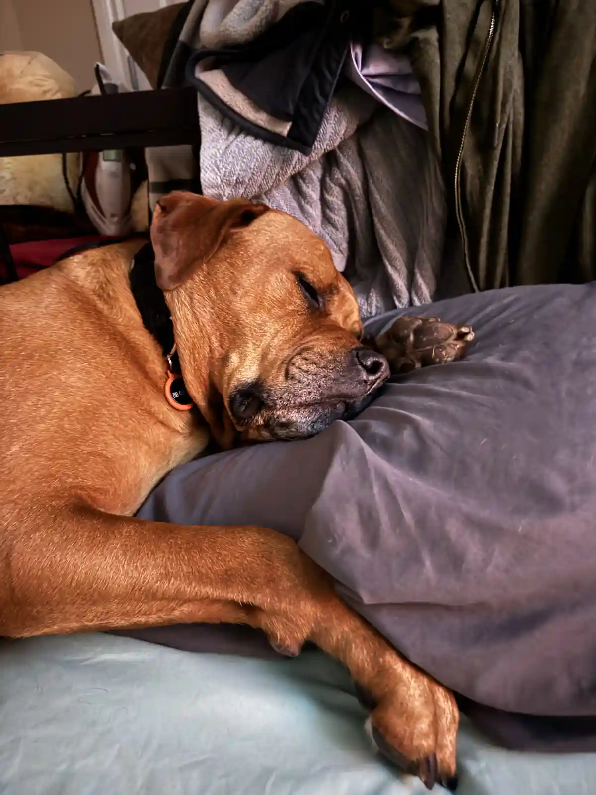 A tan dog with a black collar and orange tag is sleeping peacefully on a bed with gray and light blue bedding, its head…