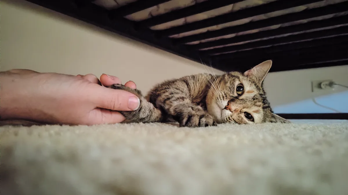 A tabby cat lies on a carpet under a bed, looking directly at the camera with a disappointed expression as a human hand…