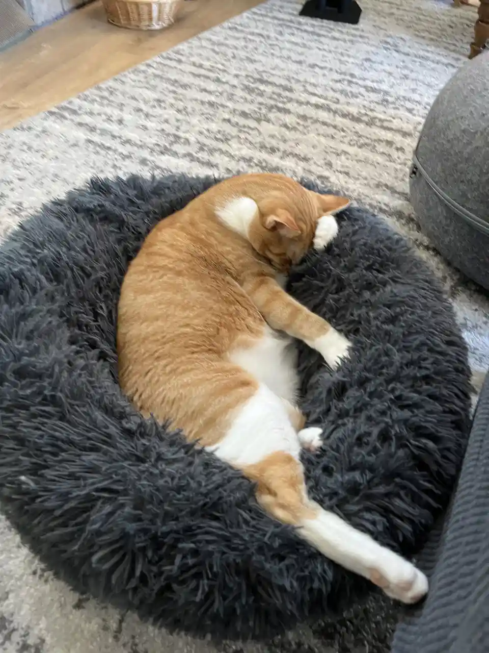 An orange and white cat is curled up sleeping inside a fluffy dark gray circular pet bed placed on a patterned rug. The…