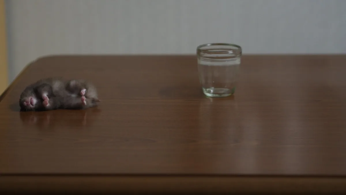 A small, gray rodent lies on its back on a wooden table, belly-up with paws in the air, next to a clear glass of water. The…