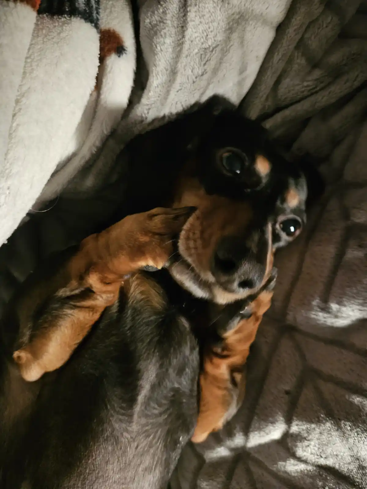 A dachshund with black and tan fur is peeking out from under a fluffy gray and white blanket, looking directly at the camera…