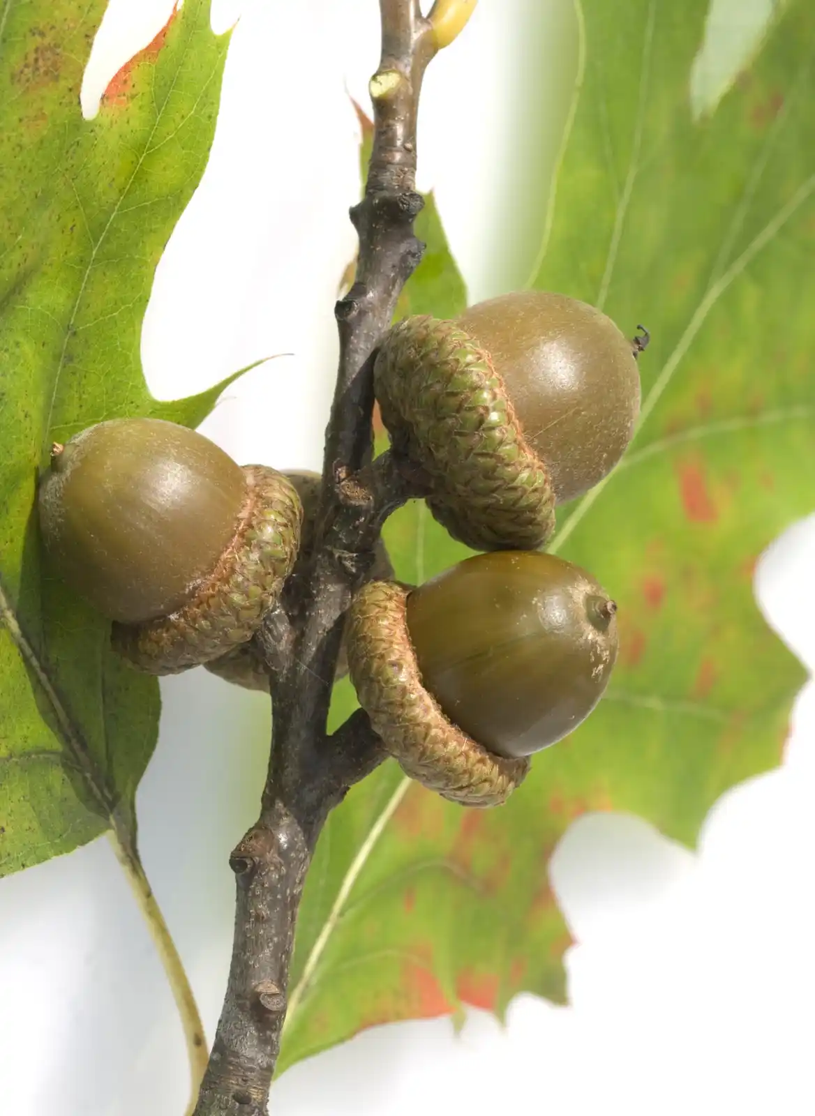 A close-up photo shows three green acorns with textured caps attached to a dark brown tree branch, surrounded by large green…