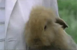 A sequence of six images shows a light brown rabbit being held by a person in a white coat, transitioning from a neutral…