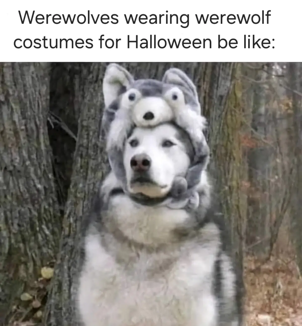 A husky dog wearing a grey werewolf costume with a small plush wolf head perched on top of its own head, standing in a…