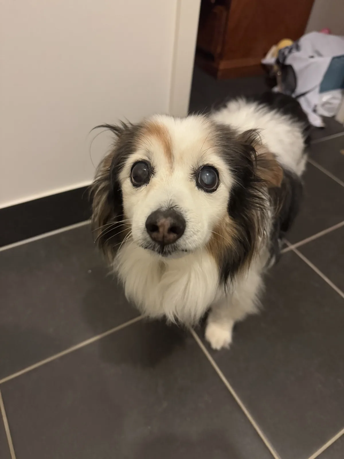 A small, fluffy dog with black, white, and tan fur stands on a dark tiled floor looking up with large, expressive eyes. The…