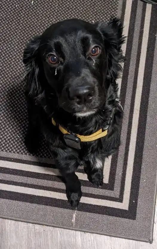 A black dog with long fur sits on a patterned rug, looking up with tearful eyes and a single tear visible on its cheek. The…