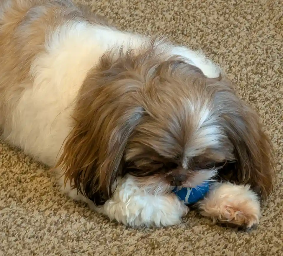 A small, fluffy brown and white dog with long hair is lying on a beige carpet, holding a blue and white striped toy in its…