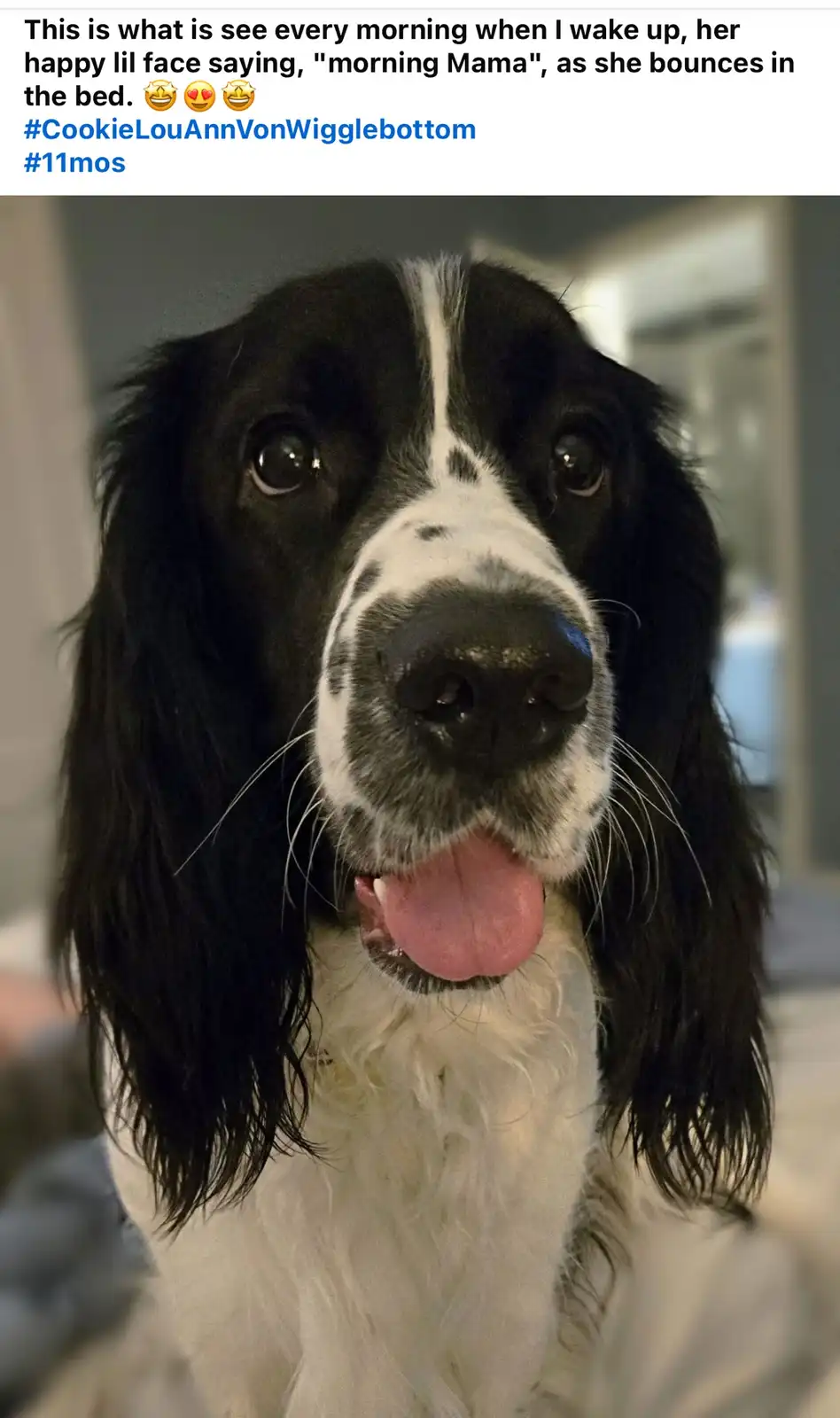 A close-up photo of a black and white dog with long floppy ears, a pink tongue sticking out, and a happy expression. The…