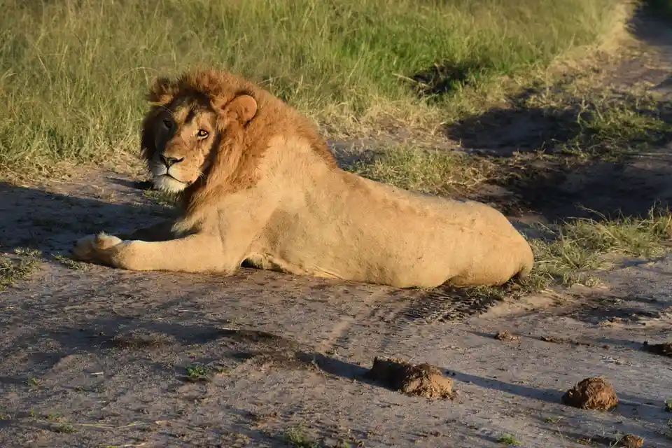 A male lion with a full mane is lying down on a dirt path next to grass, looking off to the side. In front of him on the…