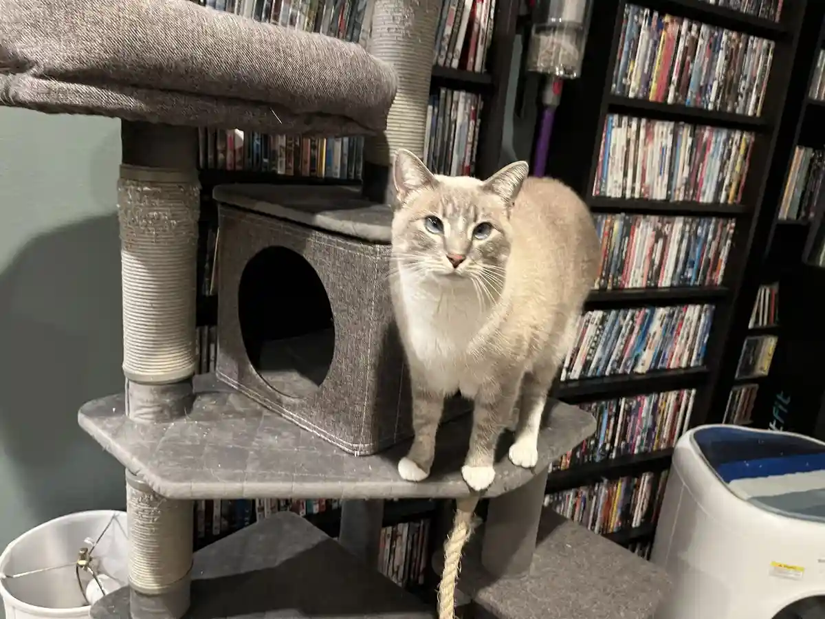 A light gray cat with blue eyes stands on a gray cat tree, looking directly at the camera with a calm, slightly smug…