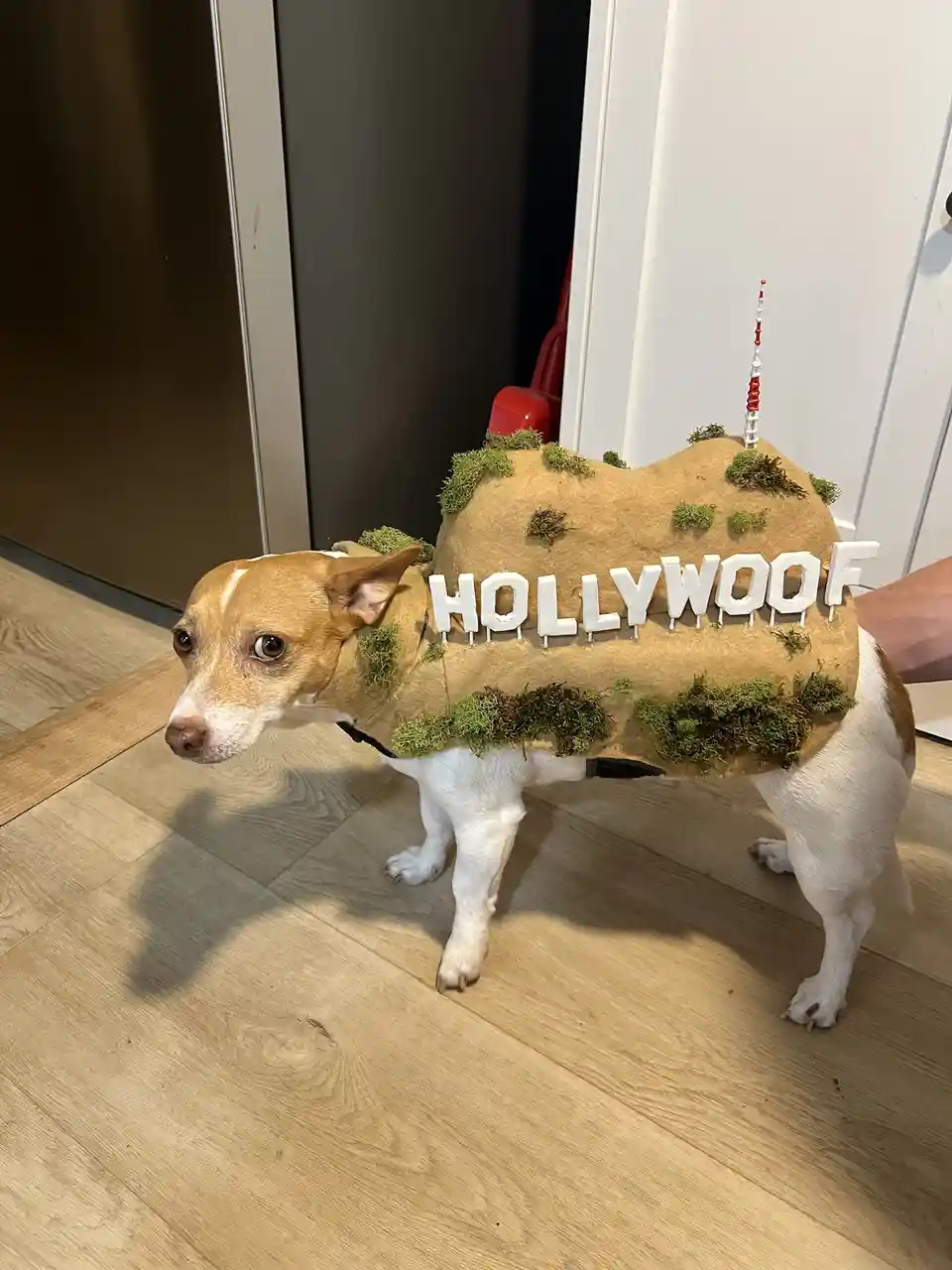 A small brown and white dog wears a costume resembling the Hollywood sign, made of brown material with green moss patches…
