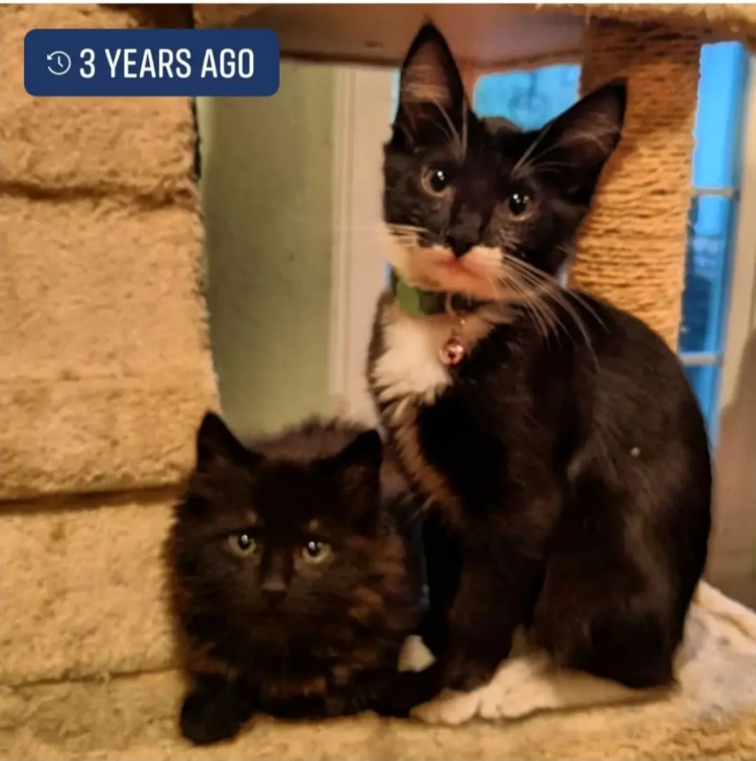 Two black cats sit on a beige cat tree; the taller one has white paws and chest and wears a green collar, while the smaller…