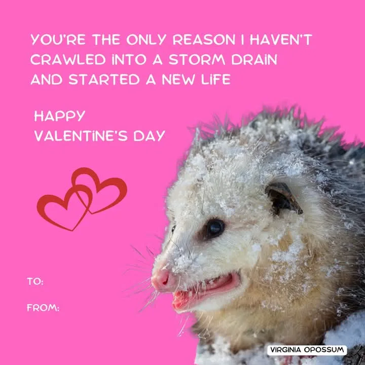 A close-up photo of a Virginia opossum covered in snow, set against a bright pink background. White text overlaid reads…